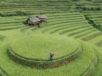 HTX Du lịch đồi Mâm xôi La Pán Tẩn - Mù Cang Chải tận dụng lợi thế mạng xã hội để quảng bá, phát triển du lịch