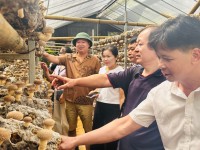 Liên minh Hợp tác xã kiểm tra tình hình sản xuất nấm hương Yên Công