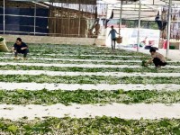 Liên kết tổ hợp tác, hợp tác xã để phát triển bền vững