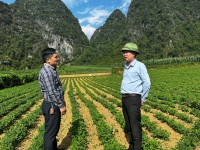 Liên minh HTX tỉnh Cao Bằng khảo sát thực tế các HTX tại Hạ Lang