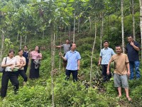 Kiểm tra mô hình trồng quế theo chuỗi giá trị tại xã Minh Khai và phường Tân Giang