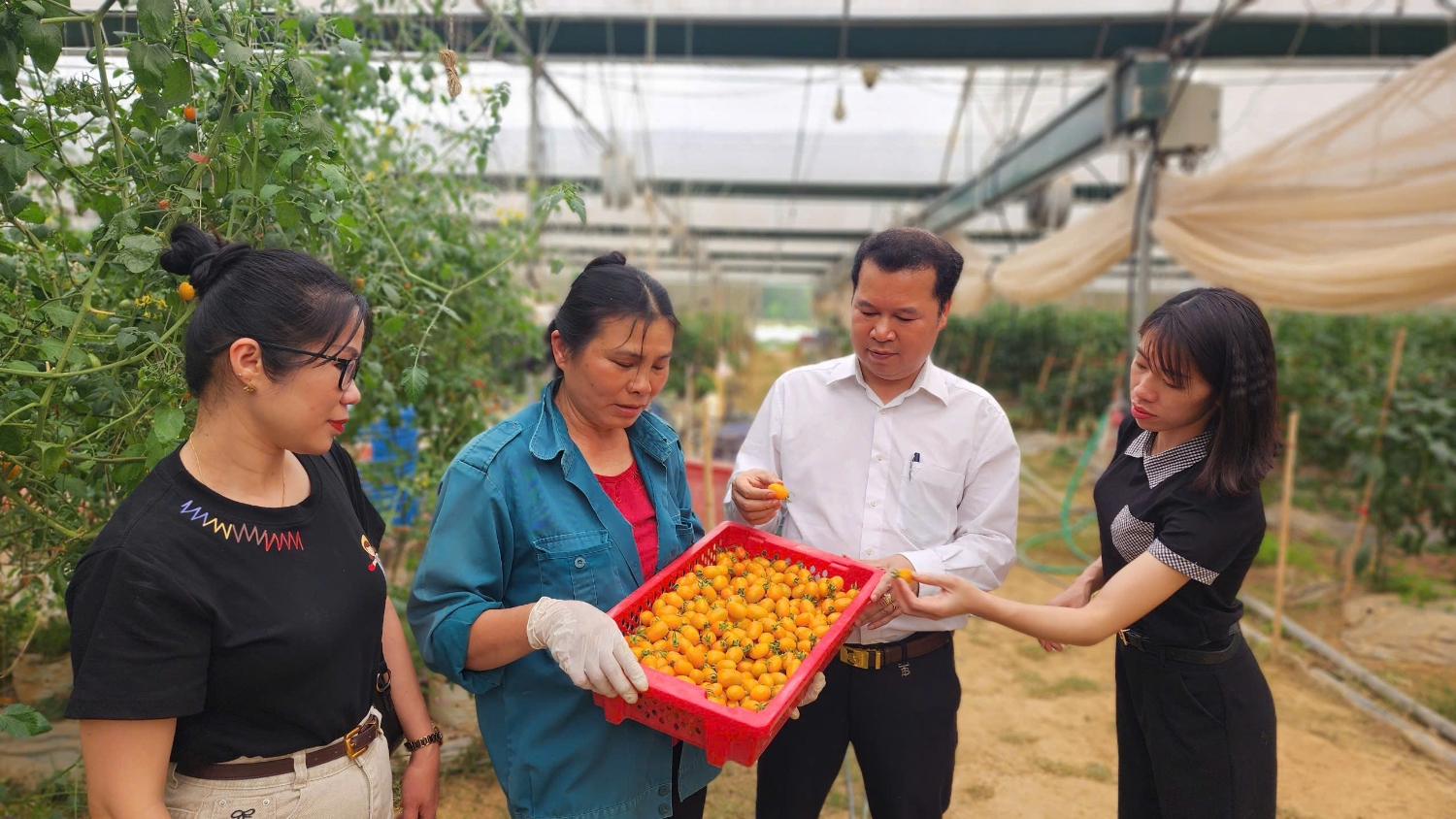 Triển khai Tháng hành động vì hợp tác xã năm 2025