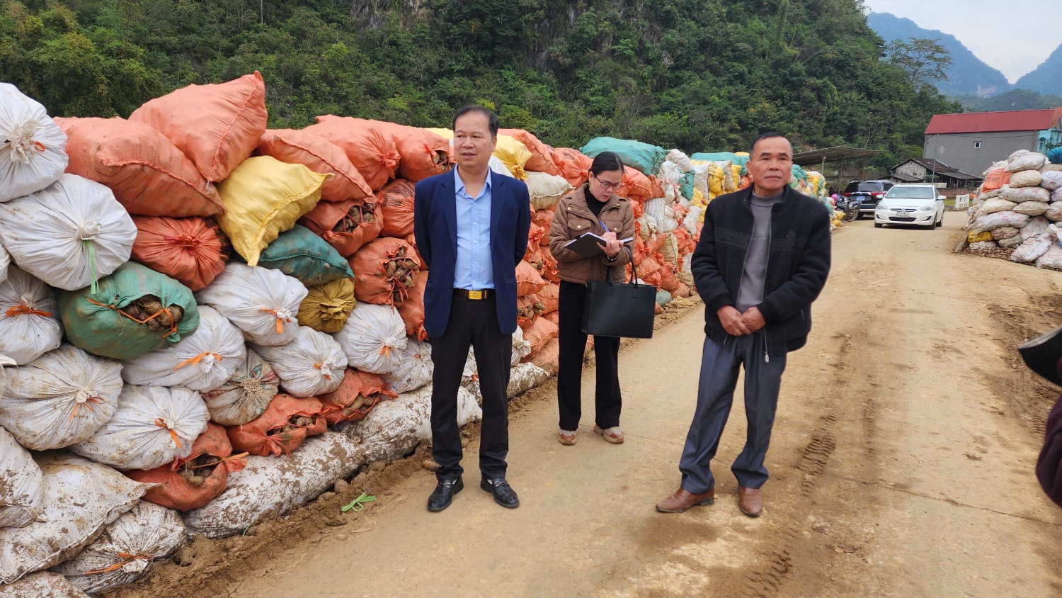 Dong riềng mất gần nửa giá, tỉnh Cao Bằng ra 'chỉ thị khẩn'