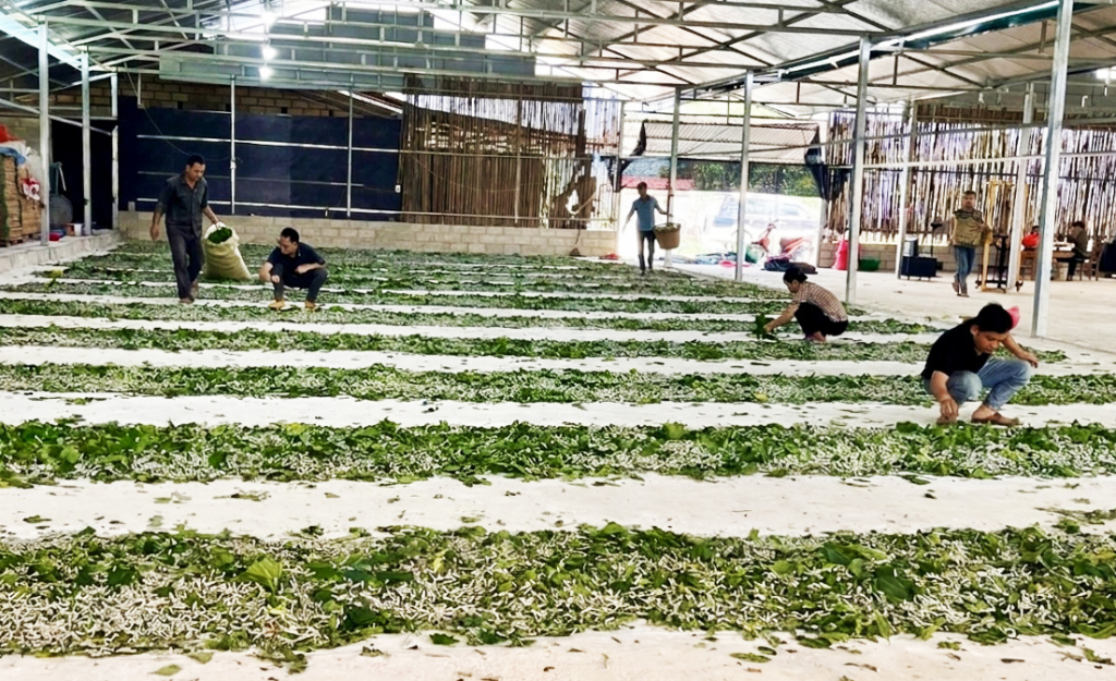 Liên kết tổ hợp tác, hợp tác xã để phát triển bền vững