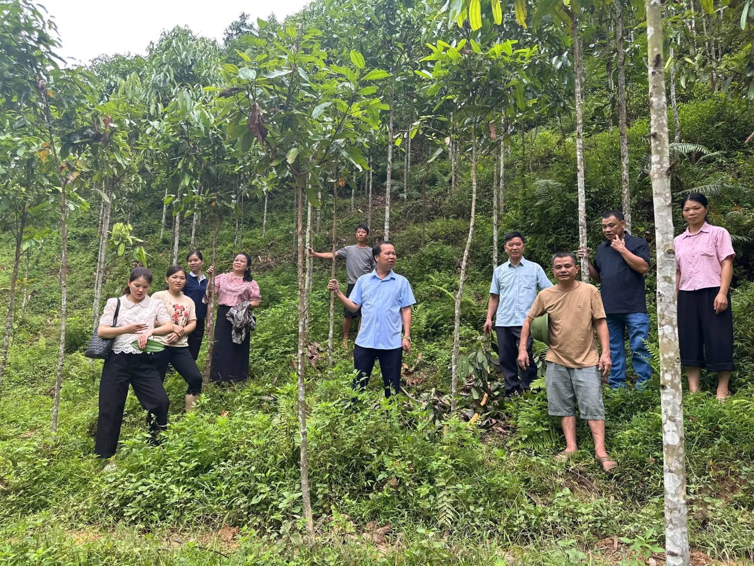 Kiểm tra mô hình trồng quế theo chuỗi giá trị tại xã Minh Khai và phường Tân Giang